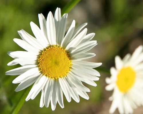 parts of a daisy flower diagram