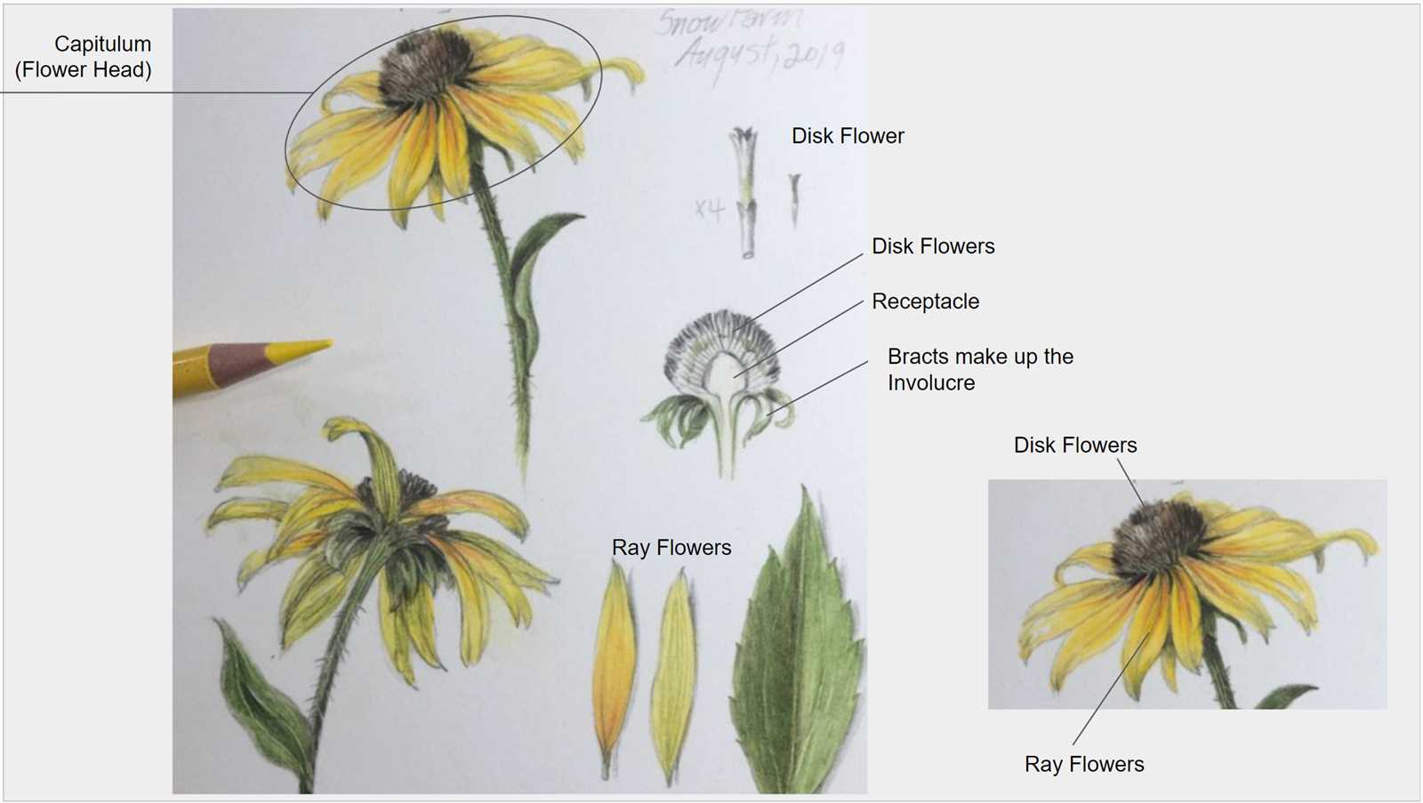 parts of a daisy flower diagram