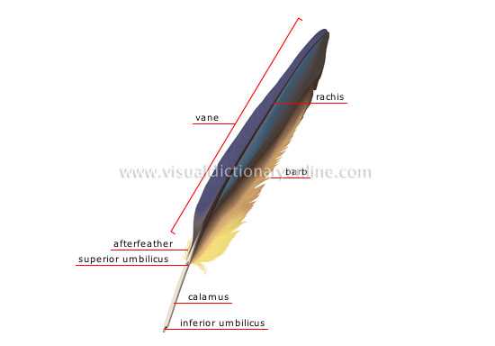 parts of a feather diagram