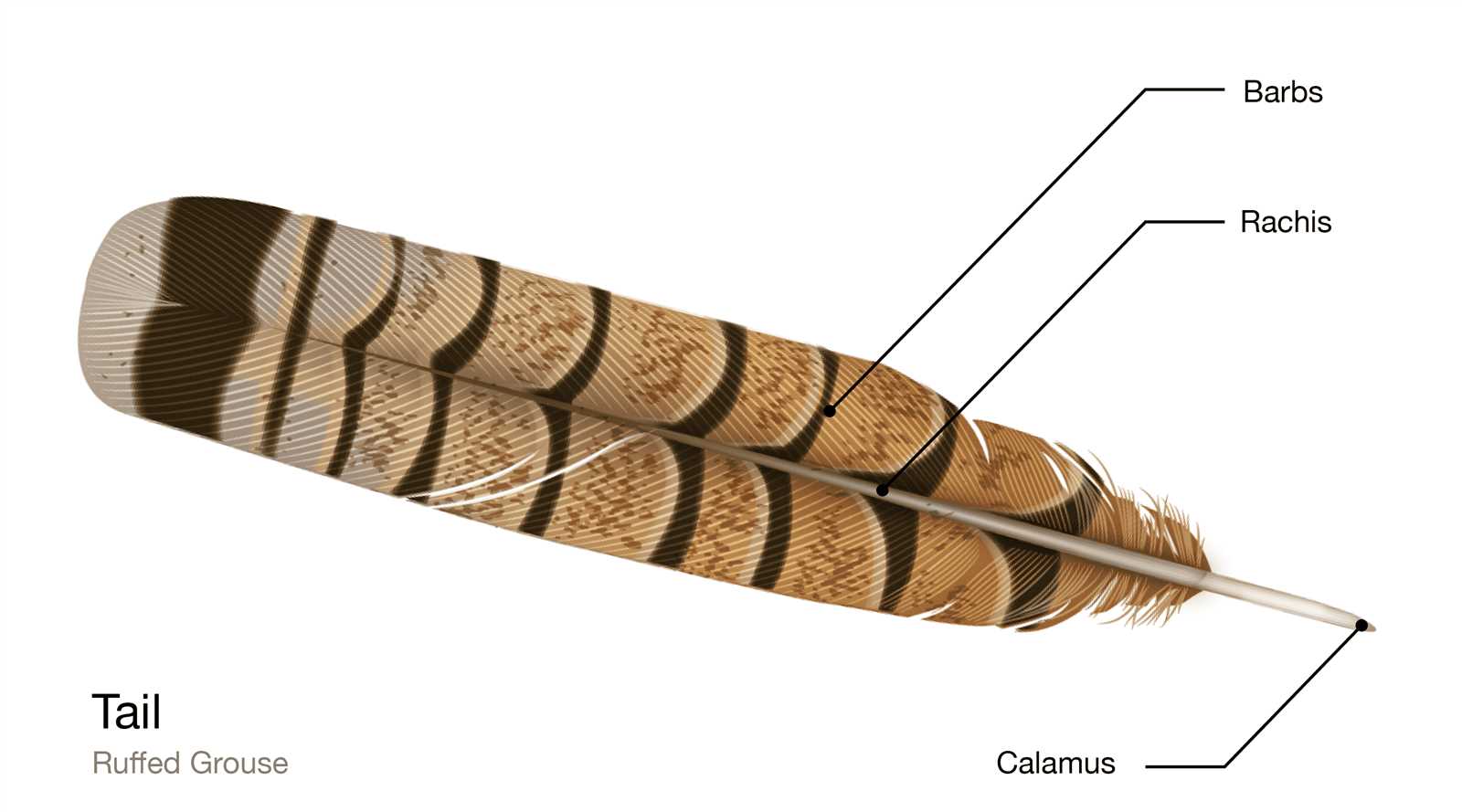 parts of a feather diagram