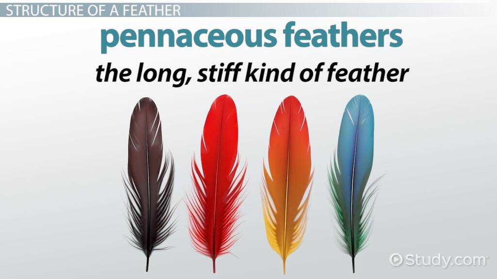 parts of a feather diagram