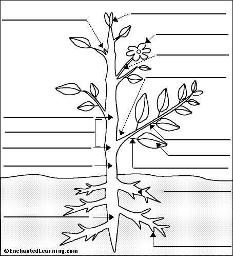 parts of a flower diagram blank