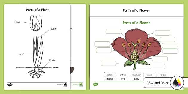 parts of a flower diagram quiz