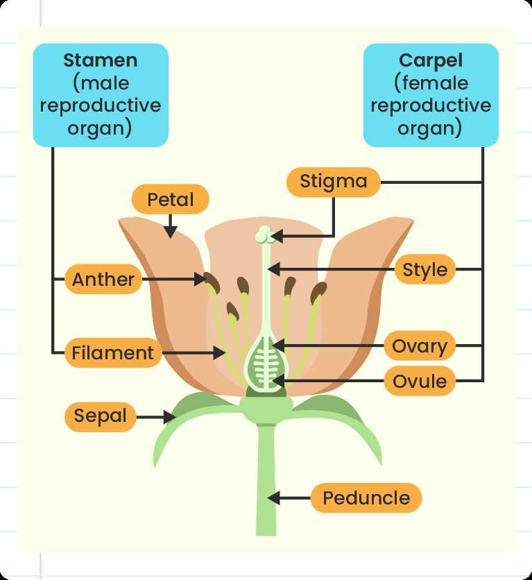 parts of a flower diagram