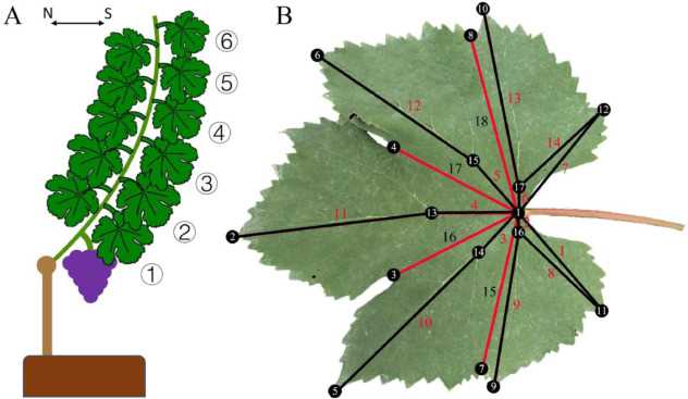 parts of a grape vine diagram