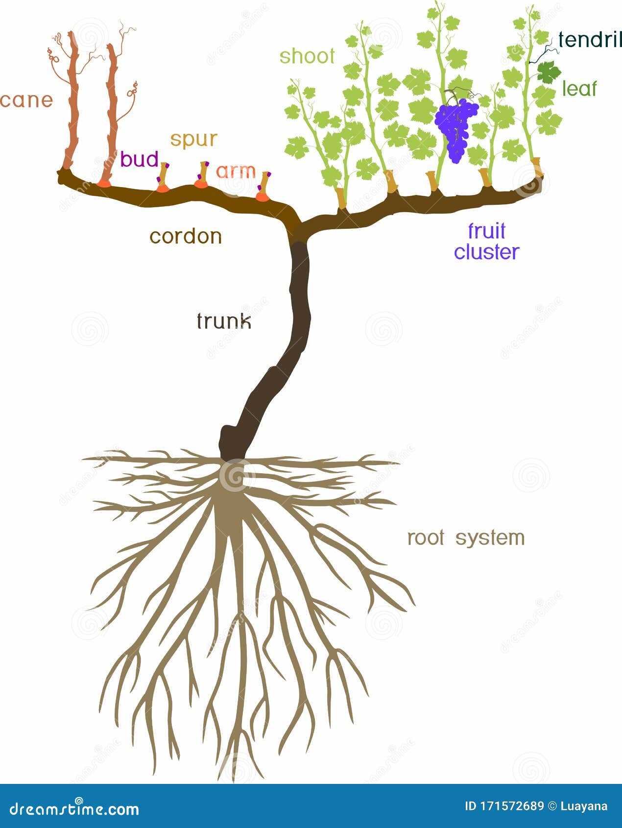 parts of a grape vine diagram