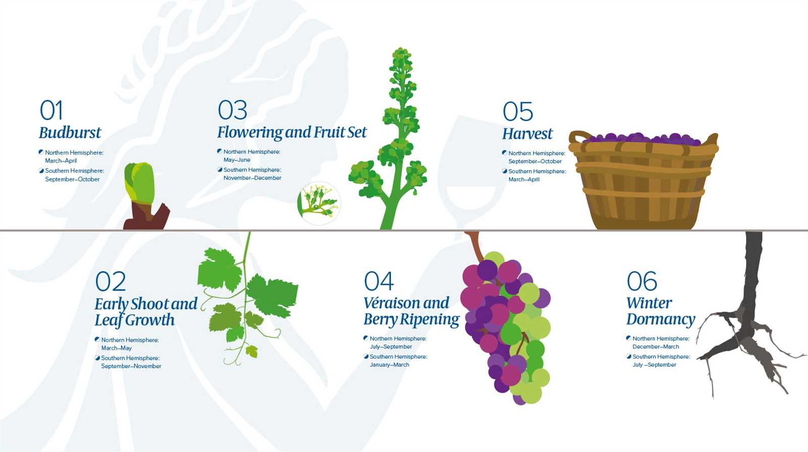 parts of a grape vine diagram