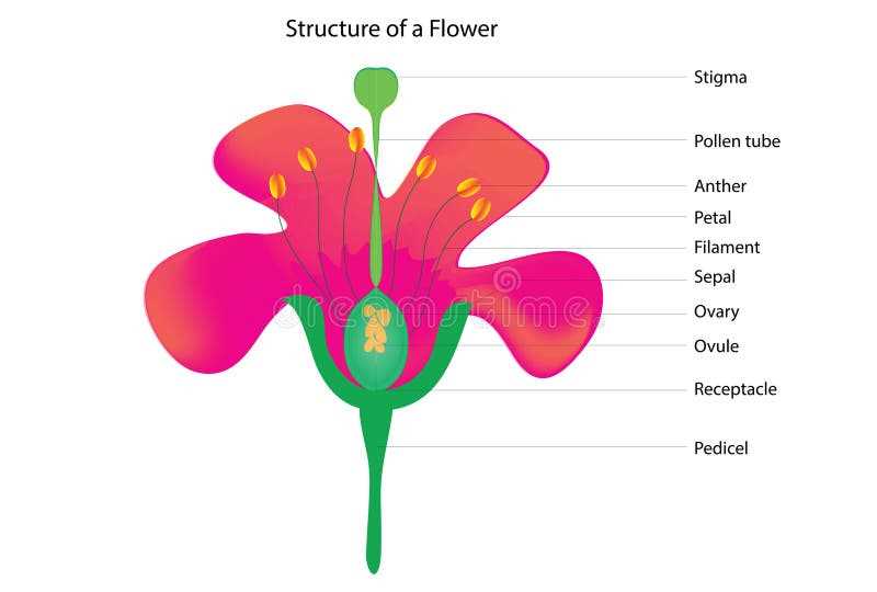 parts of a lily flower diagram