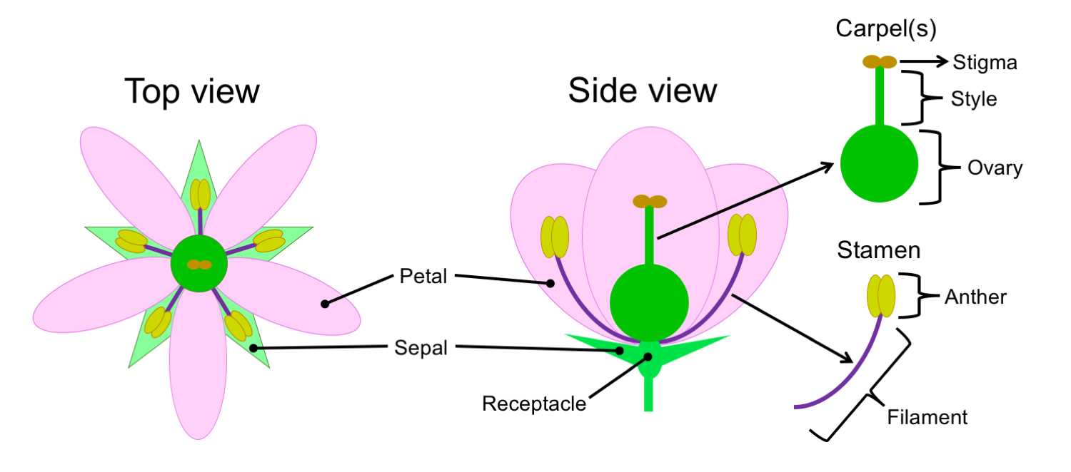 parts of a lily flower diagram