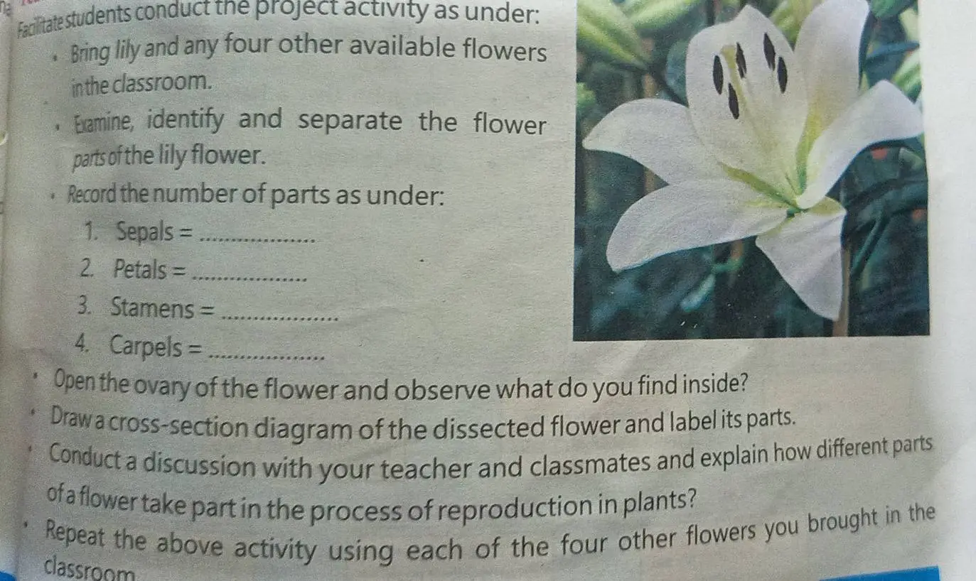 parts of a lily flower diagram