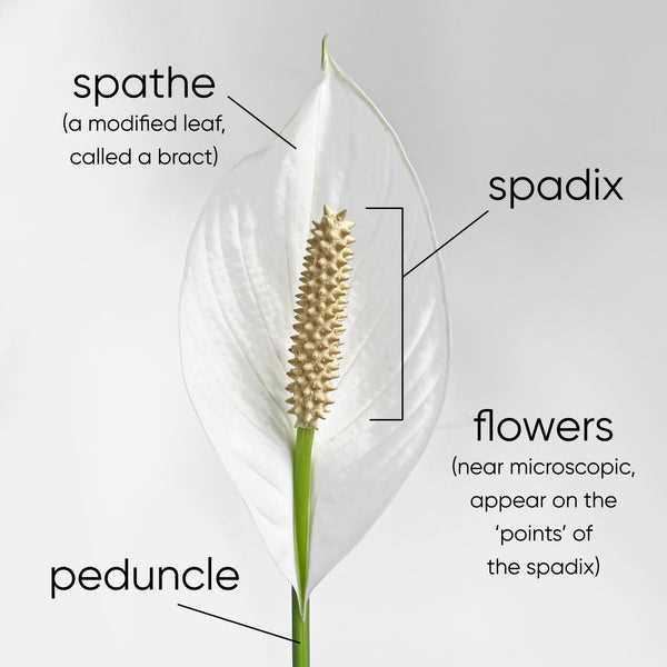 parts of a lily flower diagram