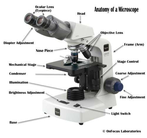 parts of a microscope diagram