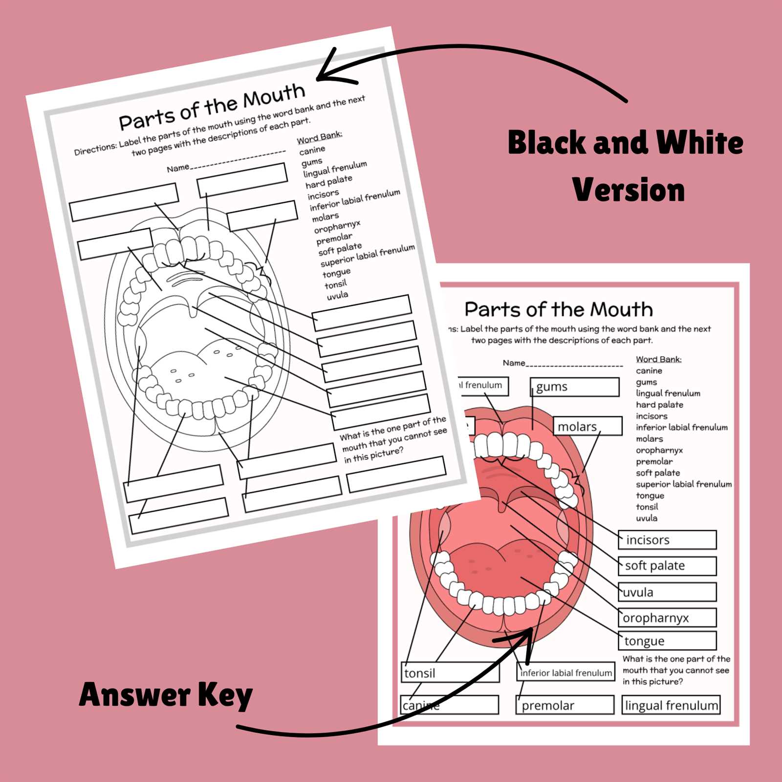 parts of a mouth diagram