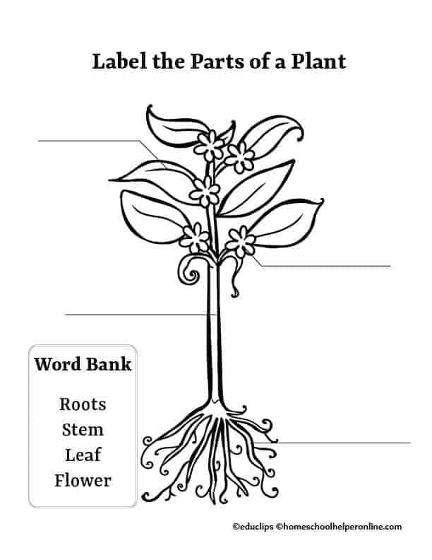 parts of a plant diagram to label