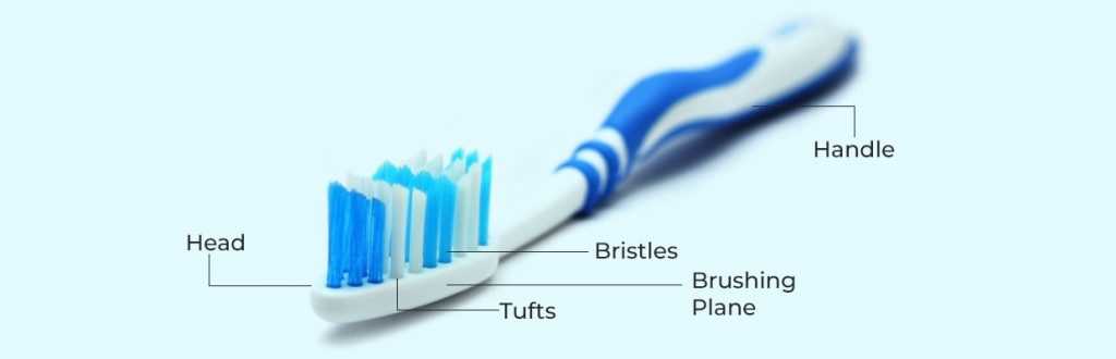 parts of a toothbrush diagram