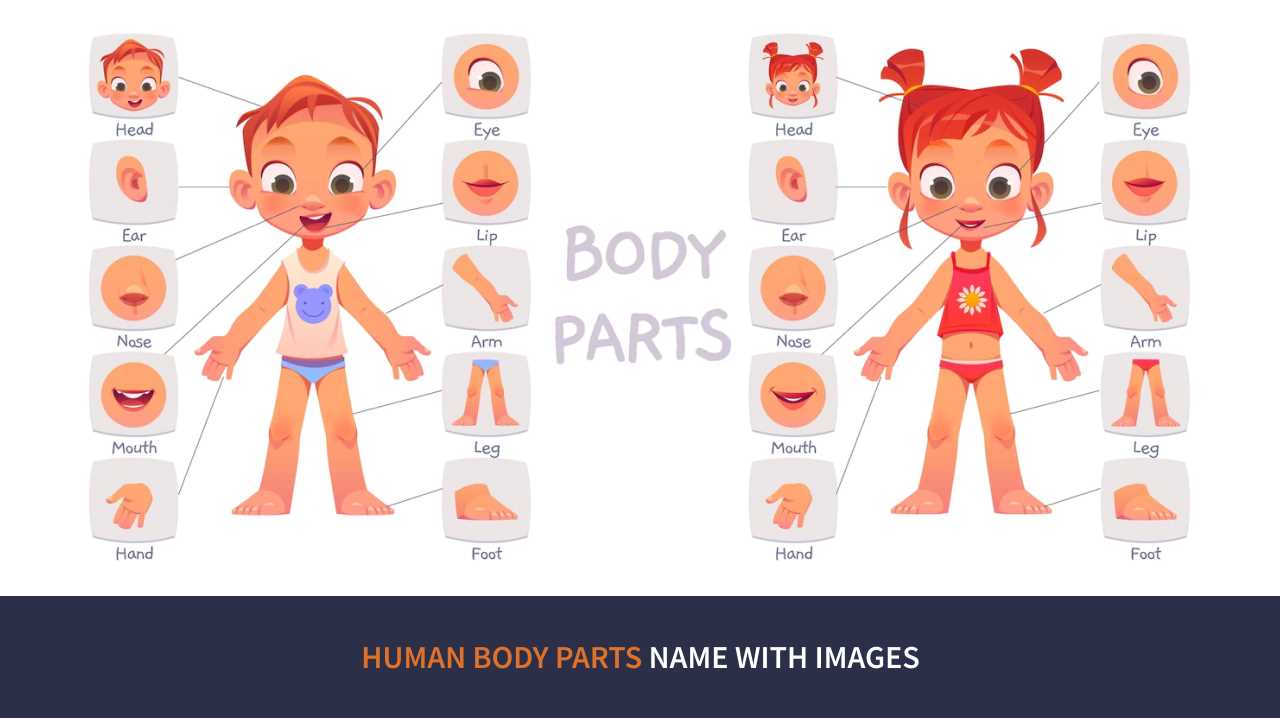 parts of body diagram