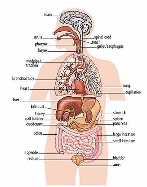 parts of body diagram