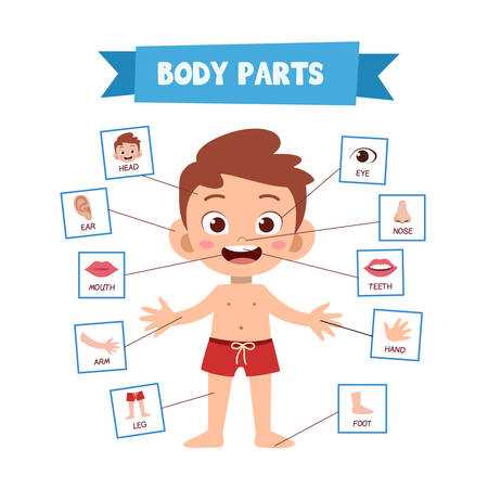 parts of body diagram