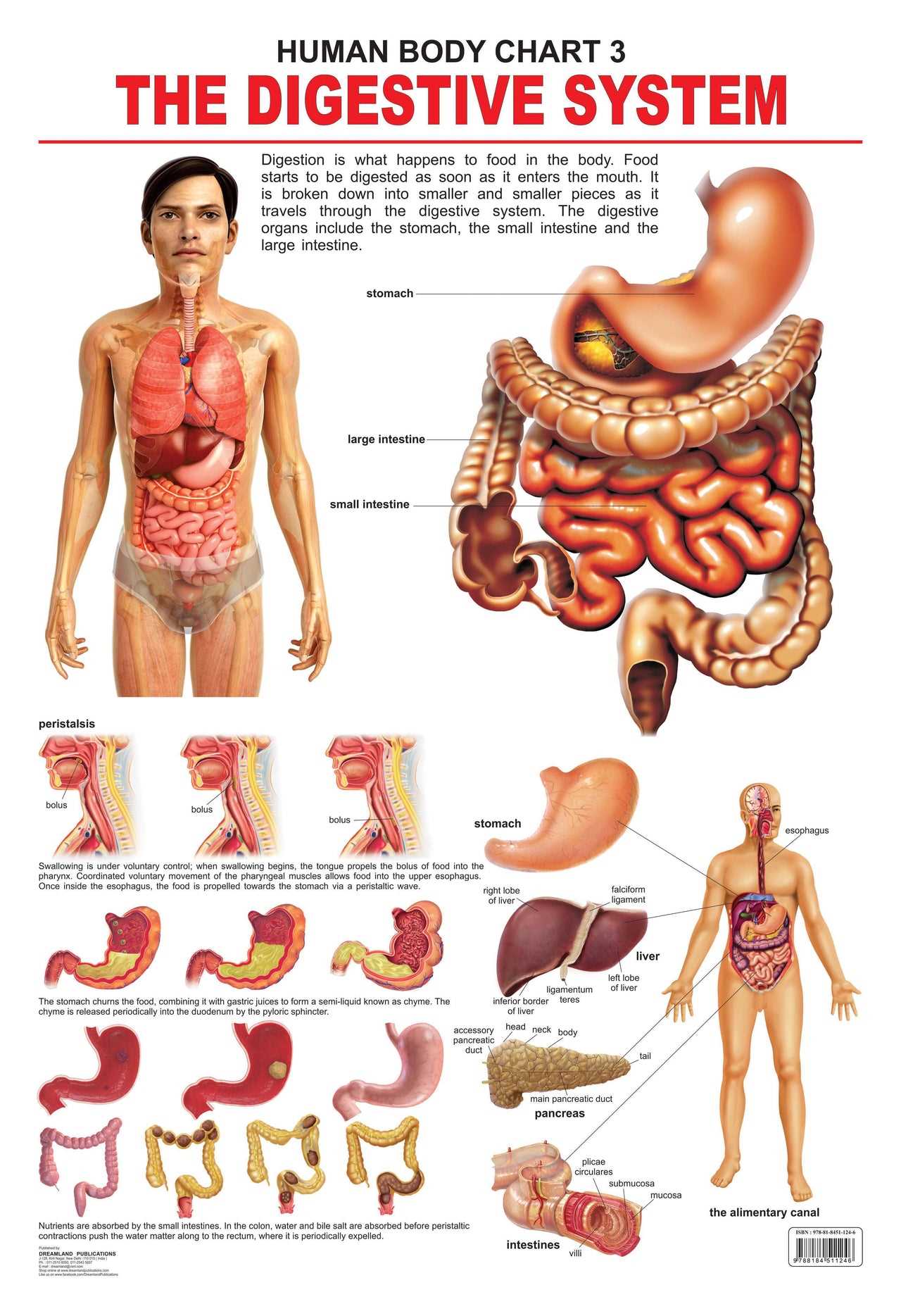 parts of digestive system diagram