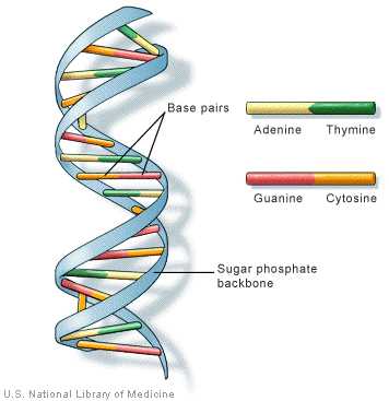 parts of dna diagram