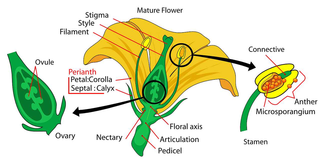 parts of flower diagram labeled