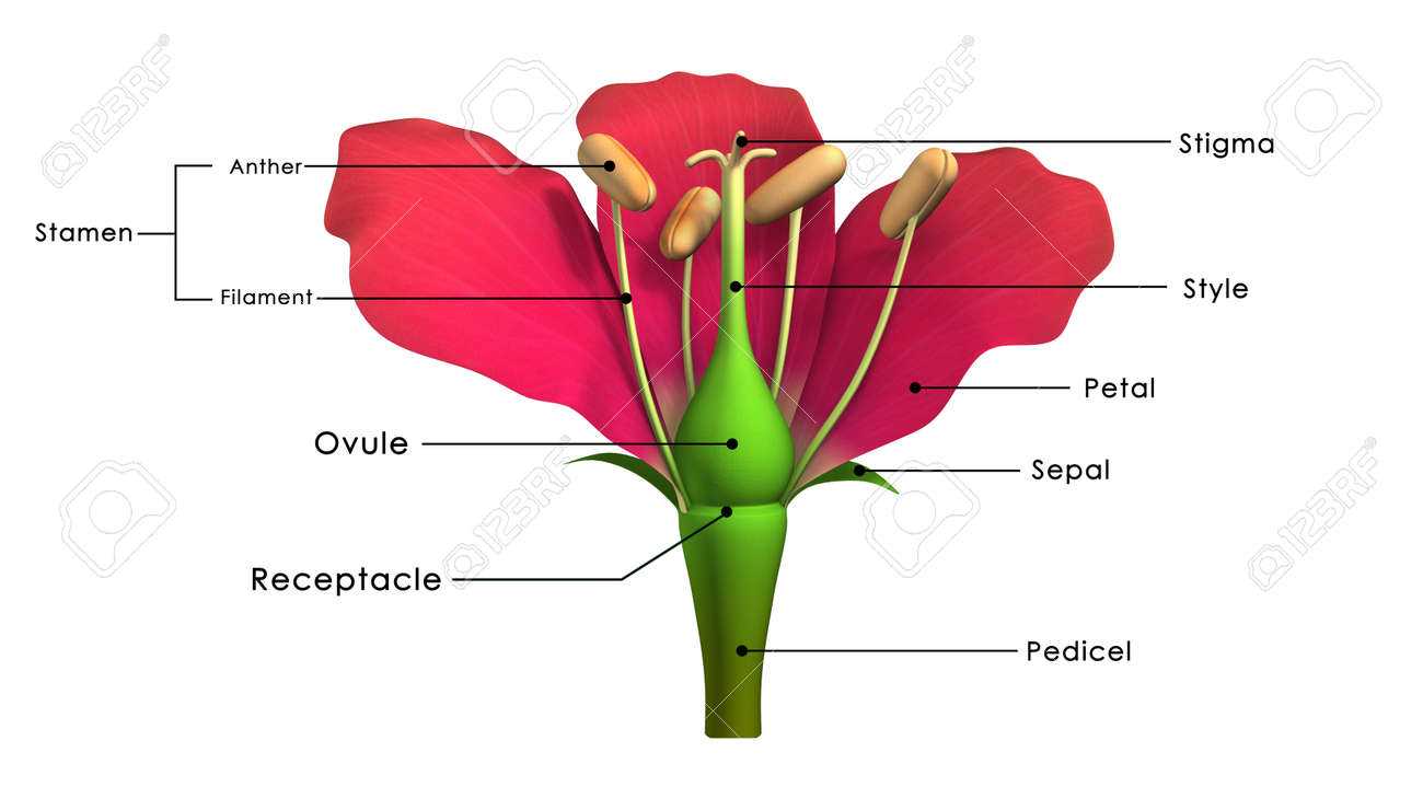 parts of flower diagram labeled