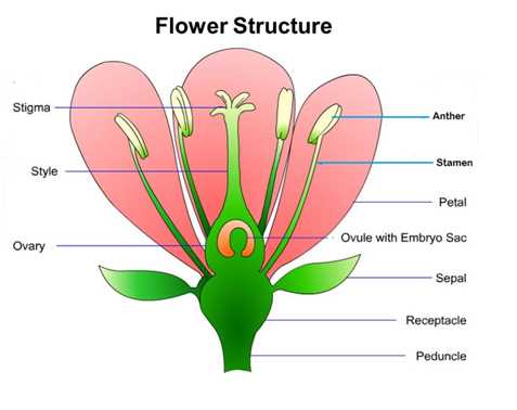 parts of flower diagram labeled