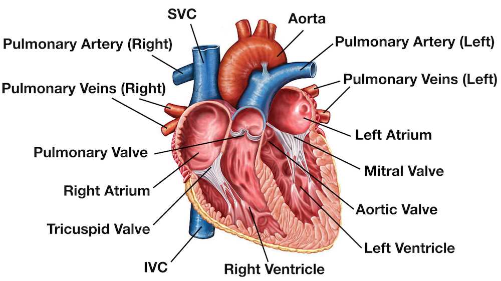 parts of the heart blank diagram