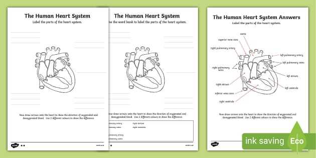 parts of the heart blank diagram