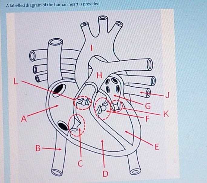 parts of the heart blank diagram