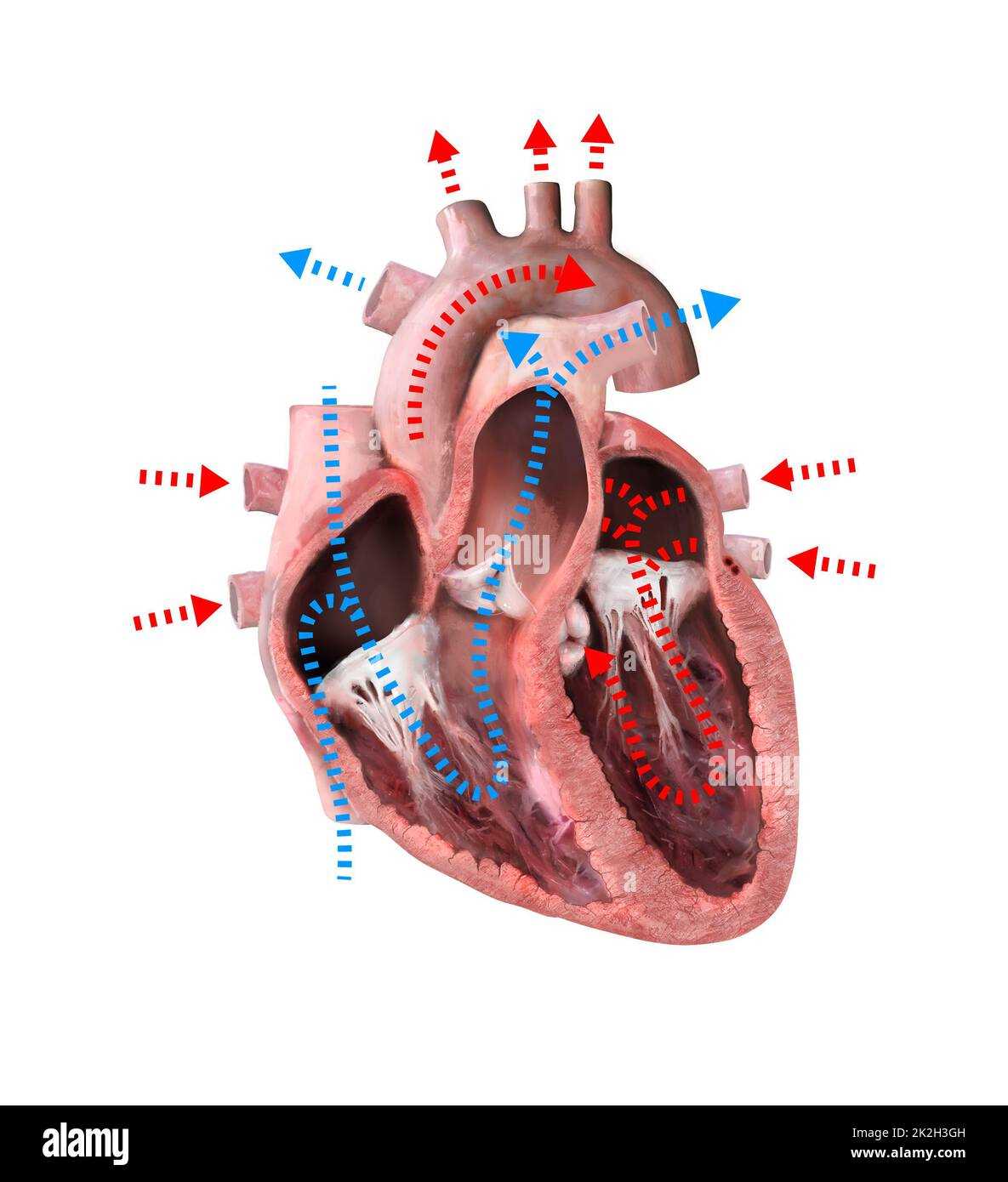 parts of the heart diagram