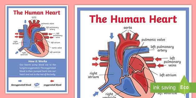 parts of the heart diagram