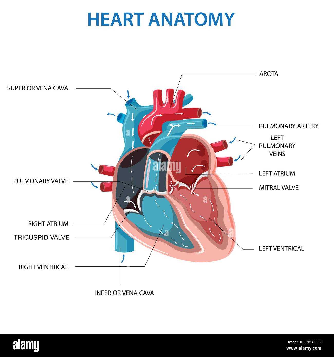 parts of the heart diagram