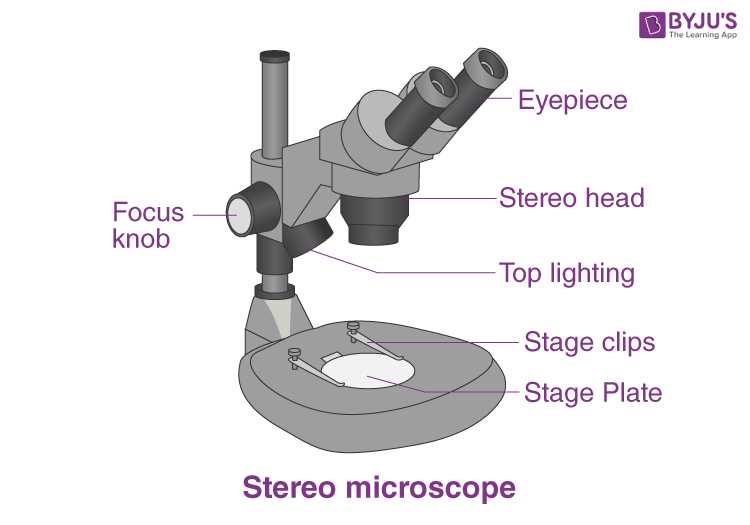 parts of the microscope diagram