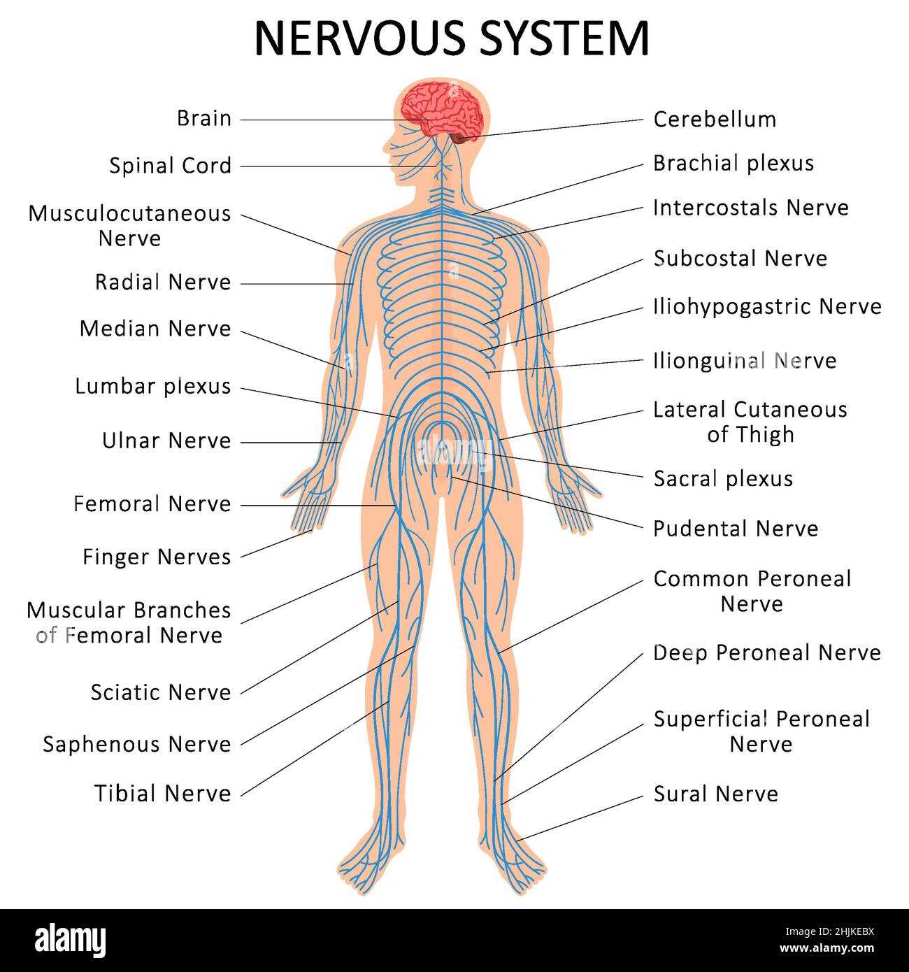 parts of the nervous system diagram