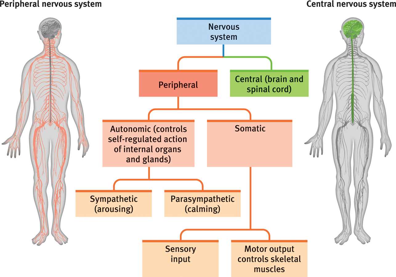 parts of the nervous system diagram