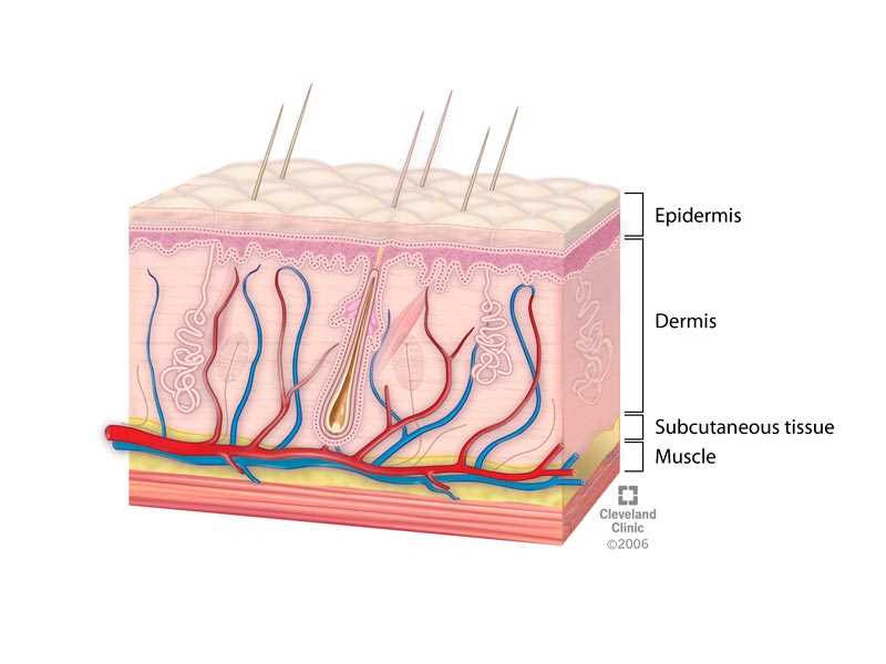 parts of the skin diagram