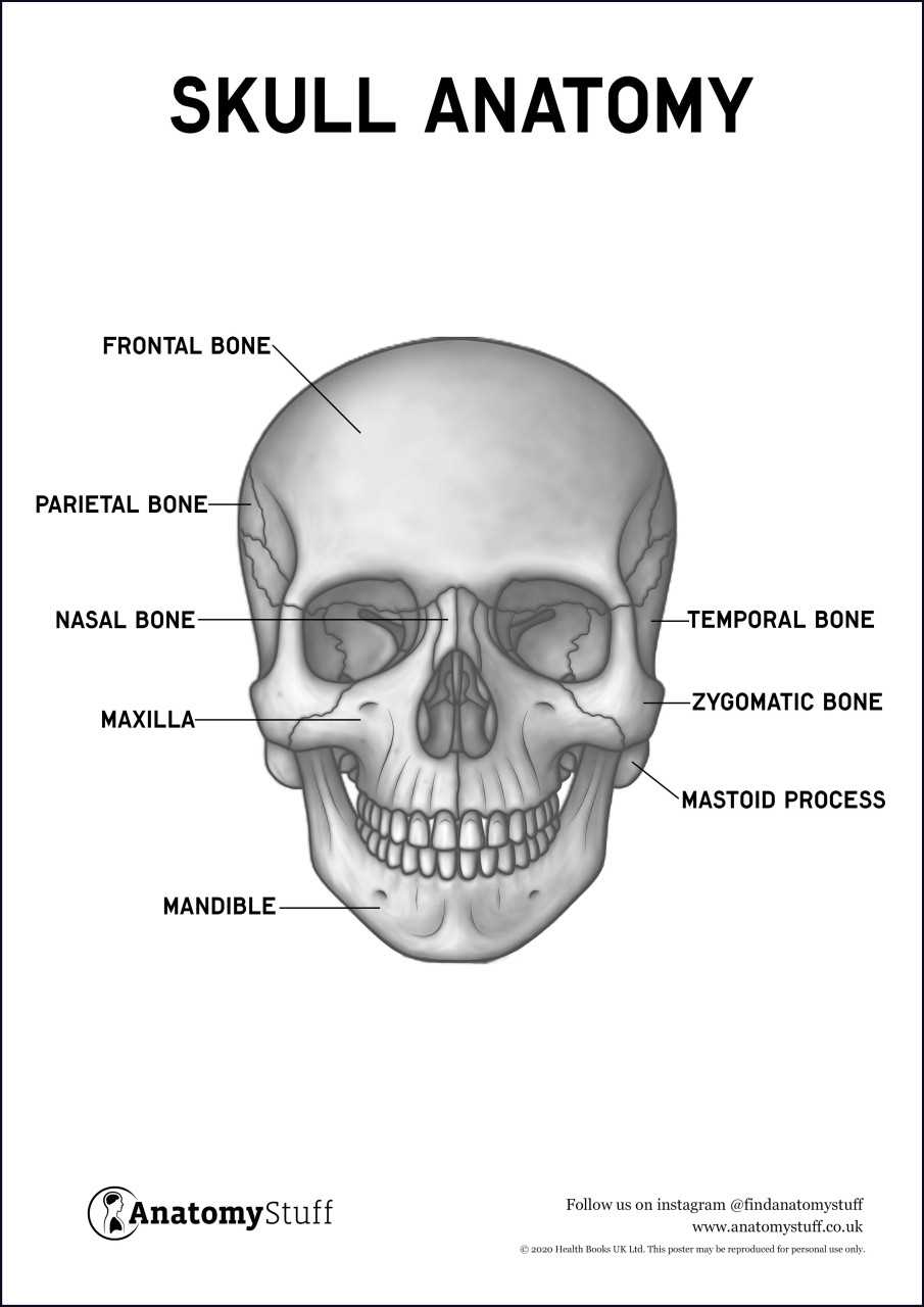 parts of the skull diagram