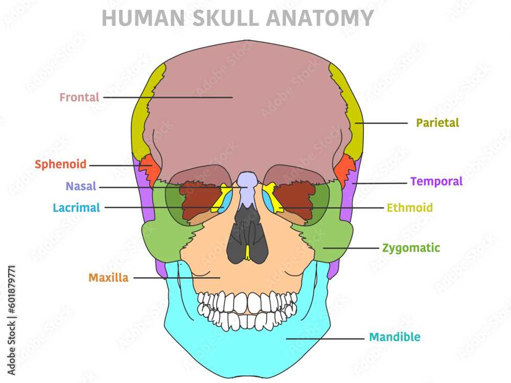 parts of the skull diagram