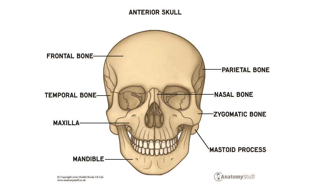 parts of the skull diagram