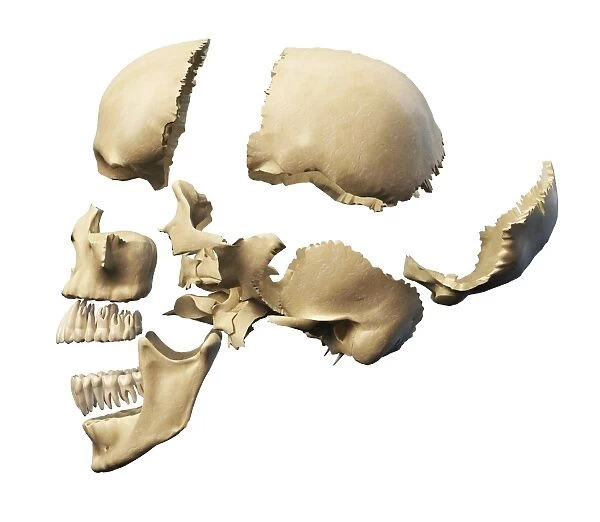 parts of the skull diagram