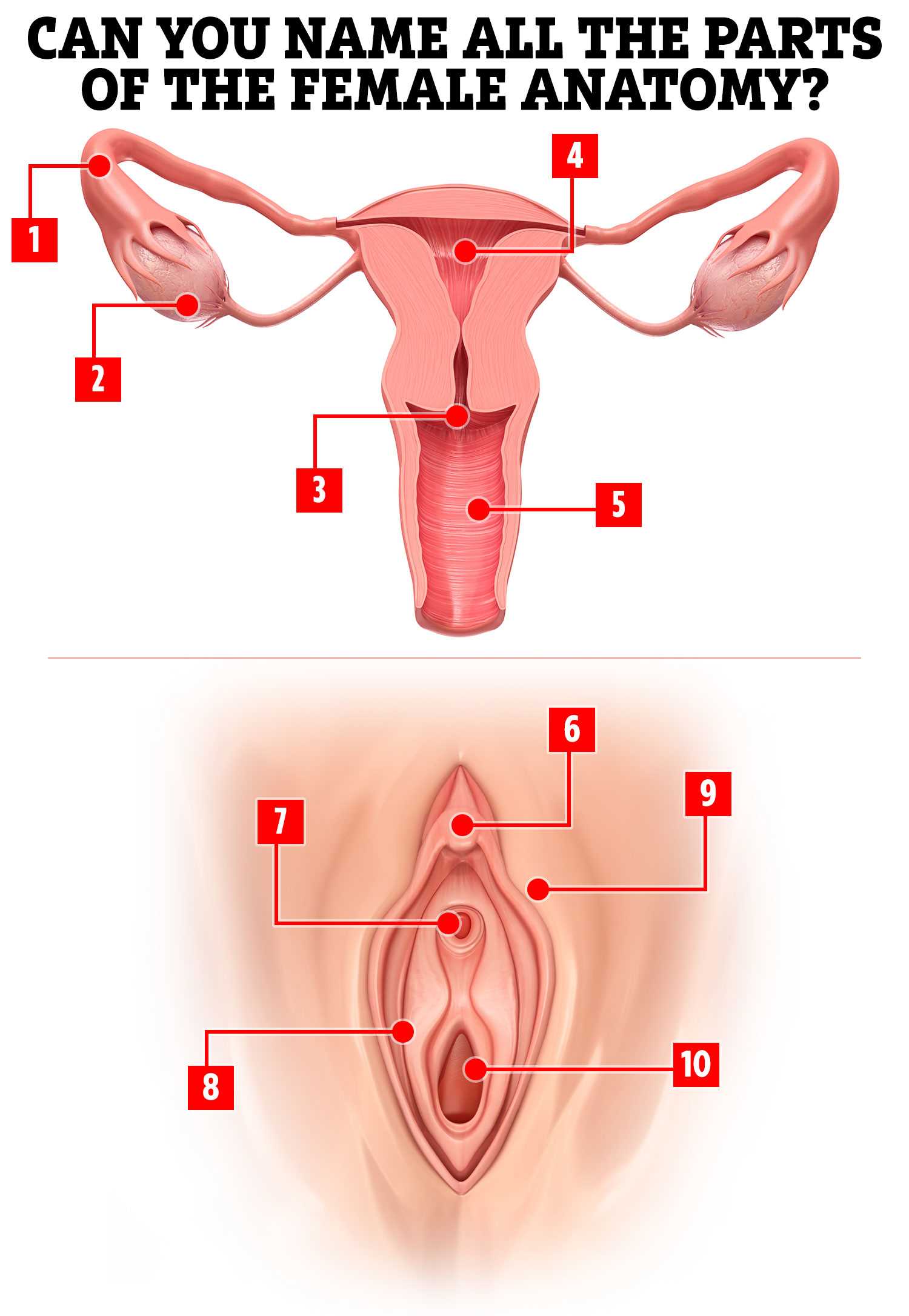 parts of vulva diagram