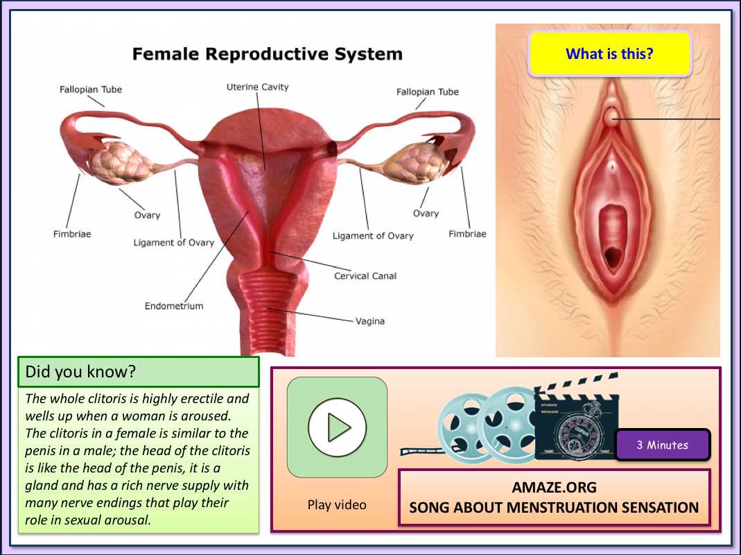 parts of vulva diagram