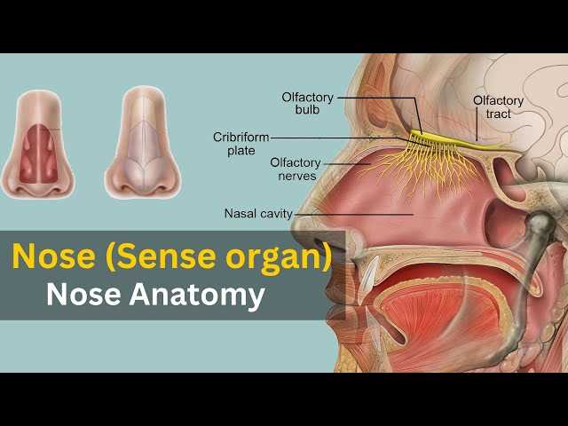 parts of human nose diagram
