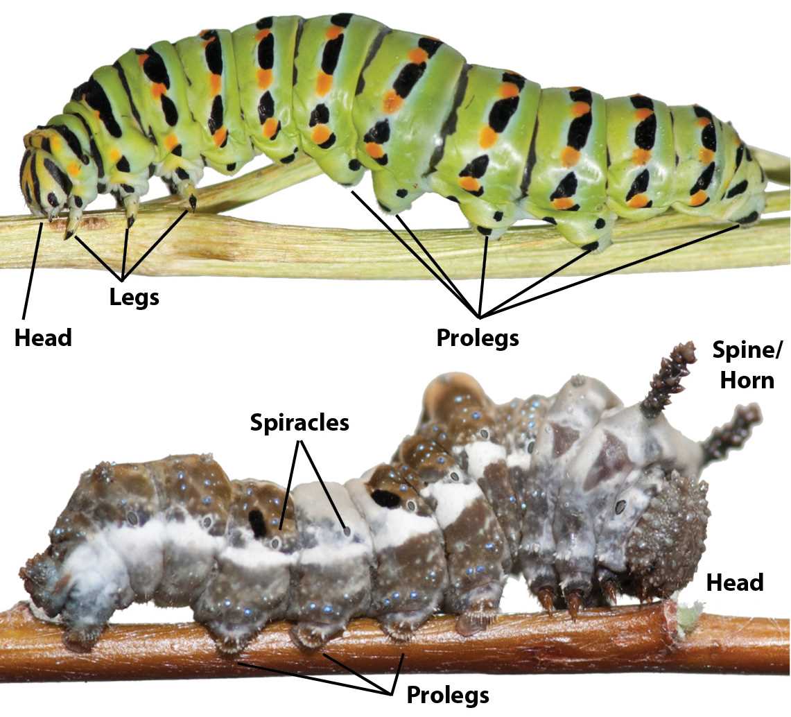 body parts of a caterpillar diagram