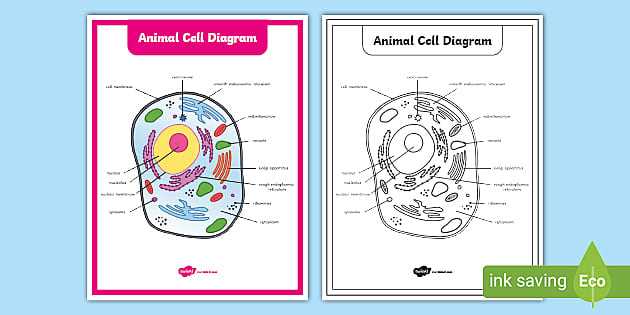 animal cell diagram parts