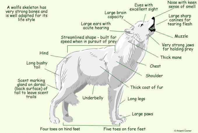 cva wolf parts diagram