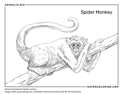 spider monkey body parts diagram