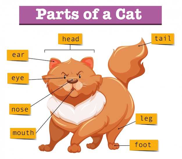 female cat body parts diagram