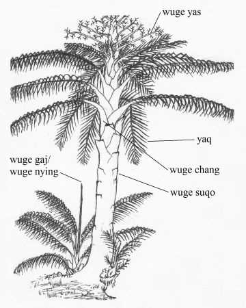palm tree parts diagram